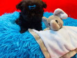 Un chiot Shih Tzu LOF mâle de couleur noire à vendre