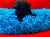 Un chiot Shih Tzu LOF mâle de couleur noire à vendre