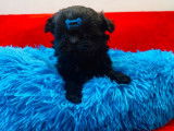 Un chiot Shih Tzu LOF mâle de couleur noire à vendre