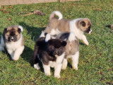 Disponibles à la vente : 4 chiots Akita Américain LOF mâles