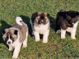 Disponibles à la vente : 4 chiots Akita Américain LOF mâles