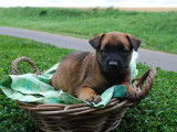 8 chiots Bergers Belges Malinois LOF à acheter