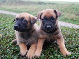 8 chiots Bergers Belges Malinois LOF à acheter
