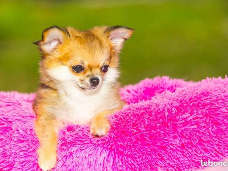 Un chiot Chihuahua fauve LOF disponible à l’achat