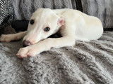 Un chiot mâle Whippet LOF crème à vendre