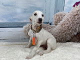 Un chiot mâle Whippet LOF crème à vendre