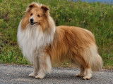 Un chien Berger des Shetland LOF fauve disponible à la saillie