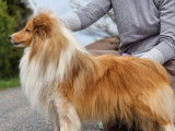 Un chien Berger des Shetland LOF fauve disponible à la saillie