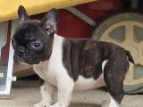 À vendre : un chiot femelle Bouledogue Français LOF caille
