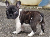À vendre : un chiot femelle Bouledogue Français LOF caille