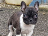 À vendre : un chiot femelle Bouledogue Français LOF caille