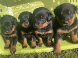 À réserver, 9 chiots Beaucerons LOF