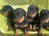 À réserver, 9 chiots Beaucerons LOF
