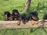 À réserver, 9 chiots Beaucerons LOF