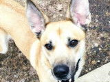 Disponible à l'adoption, chienne fauve