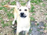 Disponible à l'adoption, chienne fauve