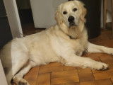 Mâle Golden Retriever disponible pour saillie