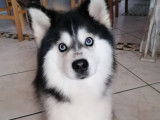 Mâle Pomsky disponible pour saillie