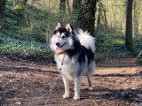 Mâle Pomsky F3 disponible pour saillie