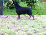 Chiots Labrador LOF à vendre