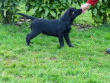 Chiots Labrador LOF à vendre