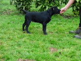 Chiots Labrador LOF à vendre