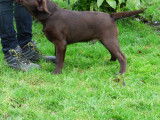 Chiots Labrador LOF à vendre