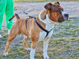 Mâle American Staffordshire Terrier disponible pour saillie
