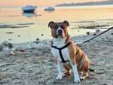 Mâle American Staffordshire Terrier disponible pour saillie