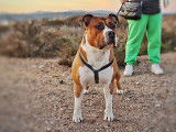 Mâle American Staffordshire Terrier disponible pour saillie
