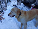 Mâle Golden Retriever disponible pour saillie