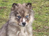 Chiot mâle Husky Sibérien disponible