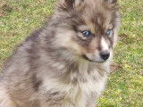 Chiot mâle Husky Sibérien disponible