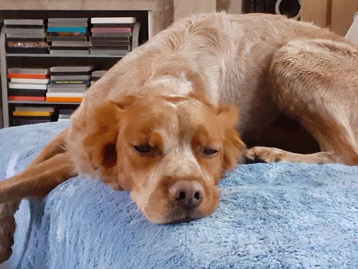 Epagneul breton mâle de 5 ansi à donner