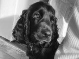 Chiot Cocker mâle à vendre