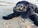 Chiot Cocker mâle à vendre