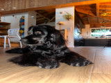 Chiot Cocker mâle à vendre