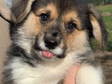 Magnifiques chiots Corgi LOF à vendre