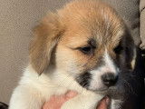 Magnifiques chiots Corgi LOF à vendre