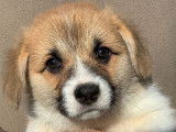Magnifiques chiots Corgi LOF à vendre