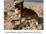 Magnifiques chiots Corgi LOF à vendre