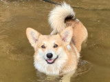 Magnifiques chiots Corgi LOF à vendre