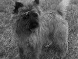 Cairn Terrier qualifié CRUFTS pour haras