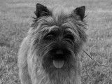 Cairn Terrier qualifié CRUFTS pour haras