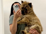 Cairn Terrier qualifié CRUFTS pour haras