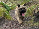Cairn Terrier qualifié CRUFTS pour haras