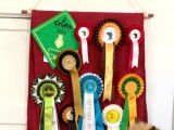 Cairn Terrier qualifié CRUFTS pour haras