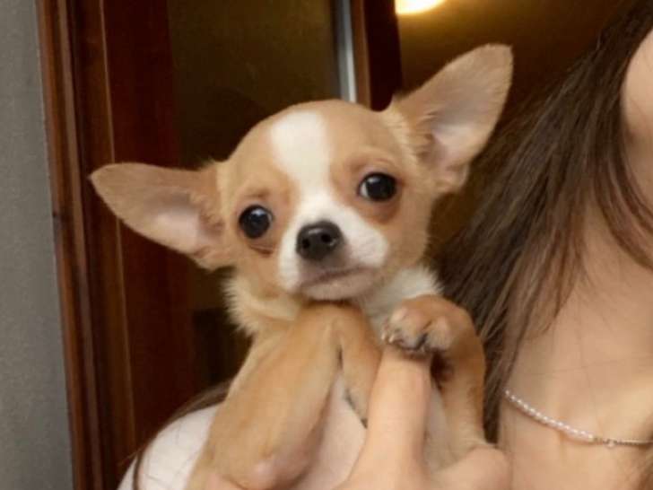 Chiot Chihuahua à poil court à vendre