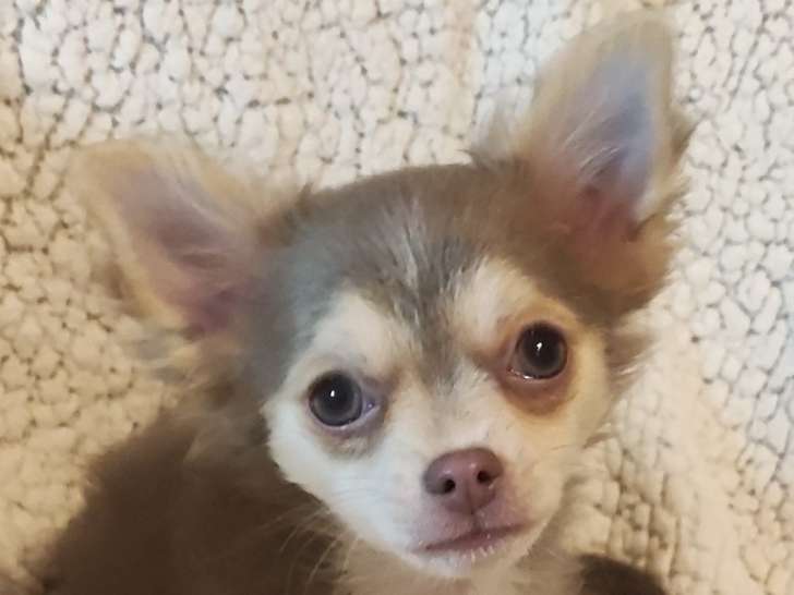 Chiots Chihuahua à vendre