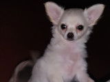 Chiots Chihuahua à vendre